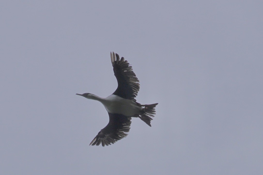 Kaiserscharbe - ML627939311