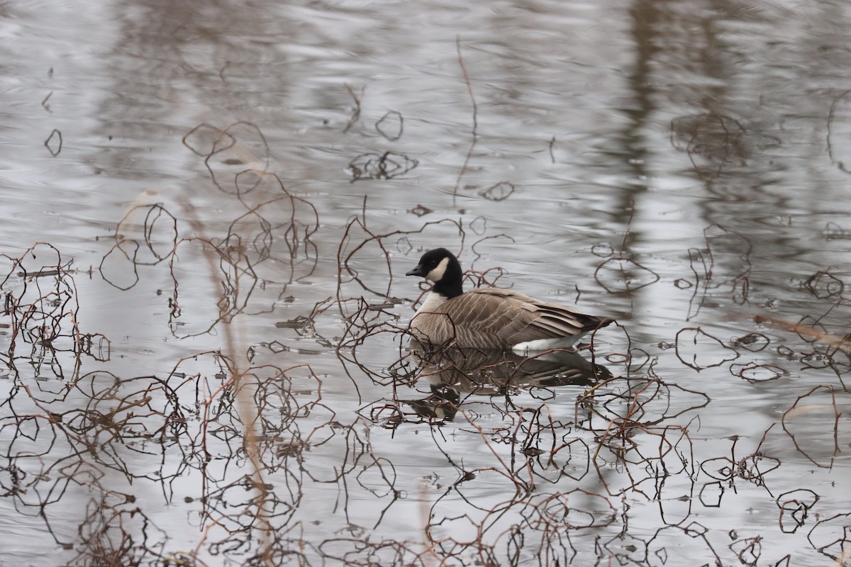 小加拿大雁 - ML627939341