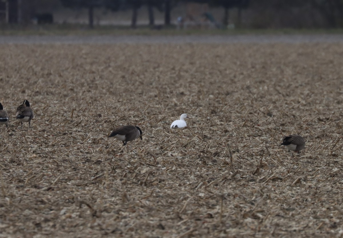 Snow Goose - ML627939360