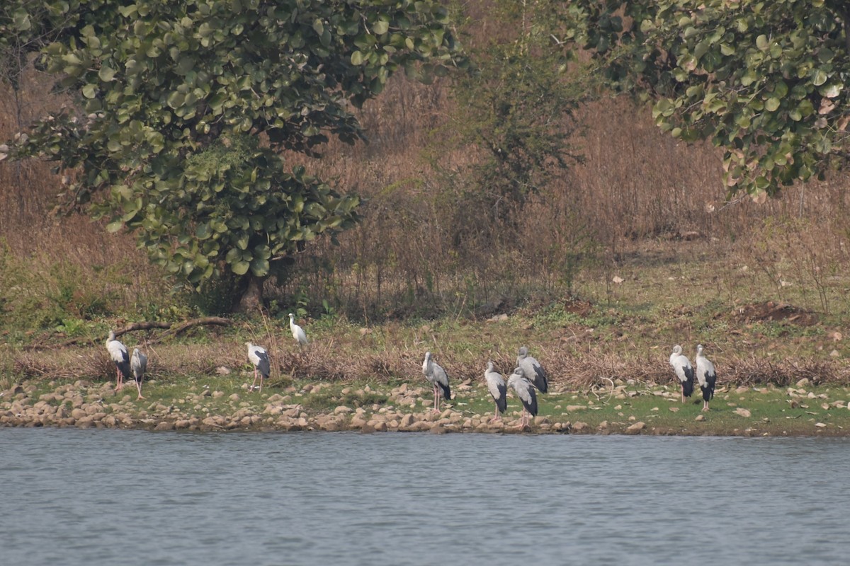 Asian Openbill - ML627939422