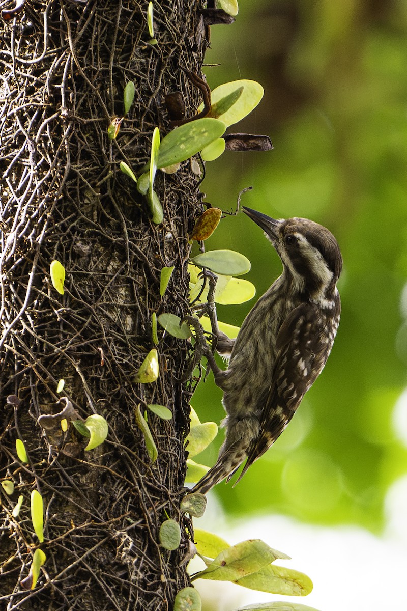 Sunda Pygmy Woodpecker - ML627939459