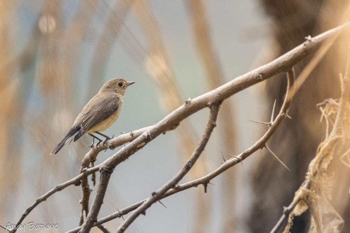 Red-breasted Flycatcher - ML627939462