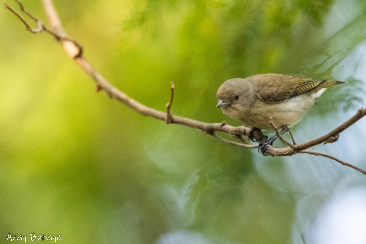 Thick-billed Flowerpecker - ML627939467