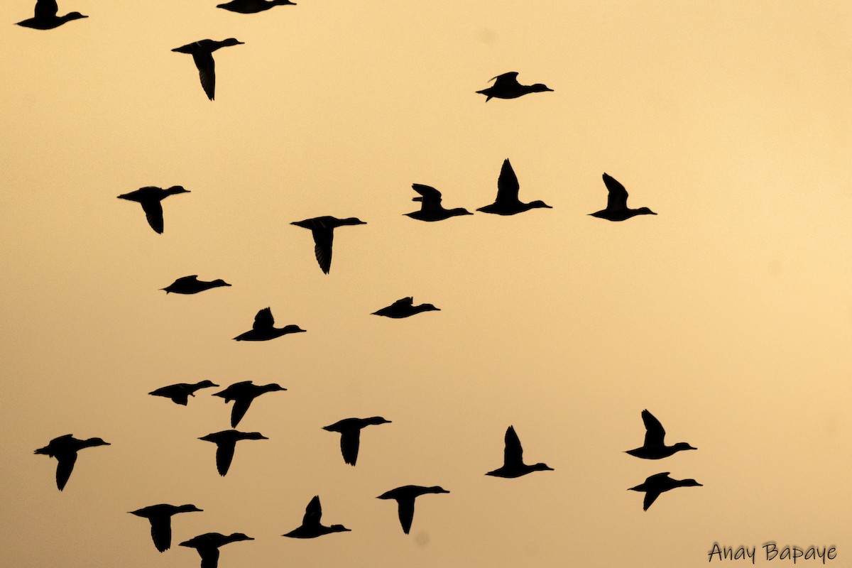 Garganey - ML627939484