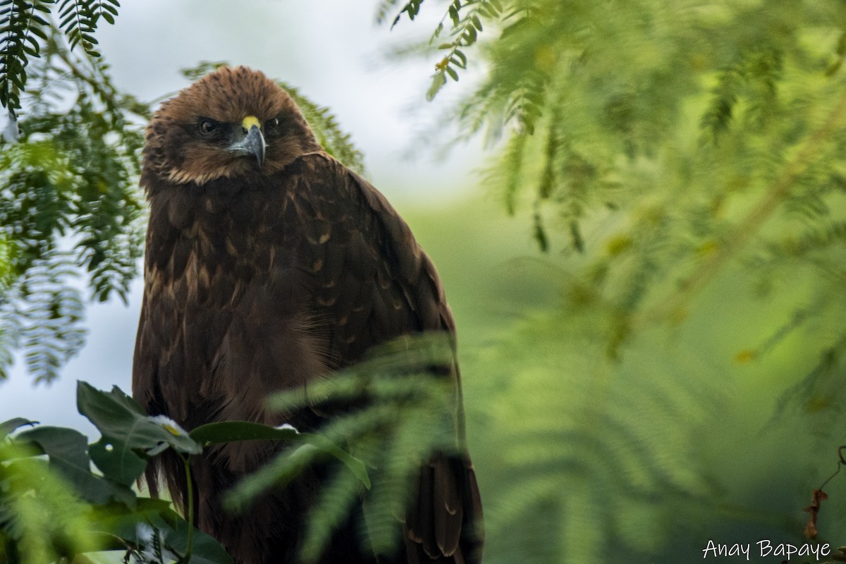 Western Marsh Harrier - ML627939494