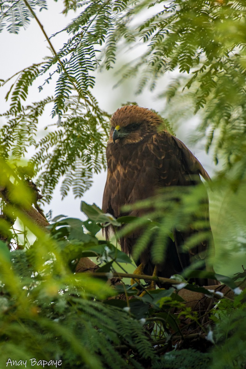 Western Marsh Harrier - ML627939495