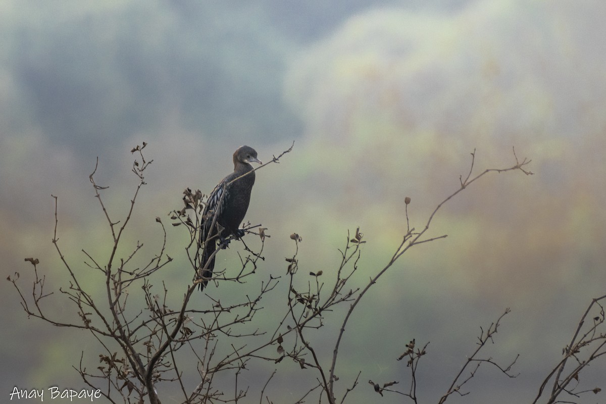 Indian Cormorant - ML627939510