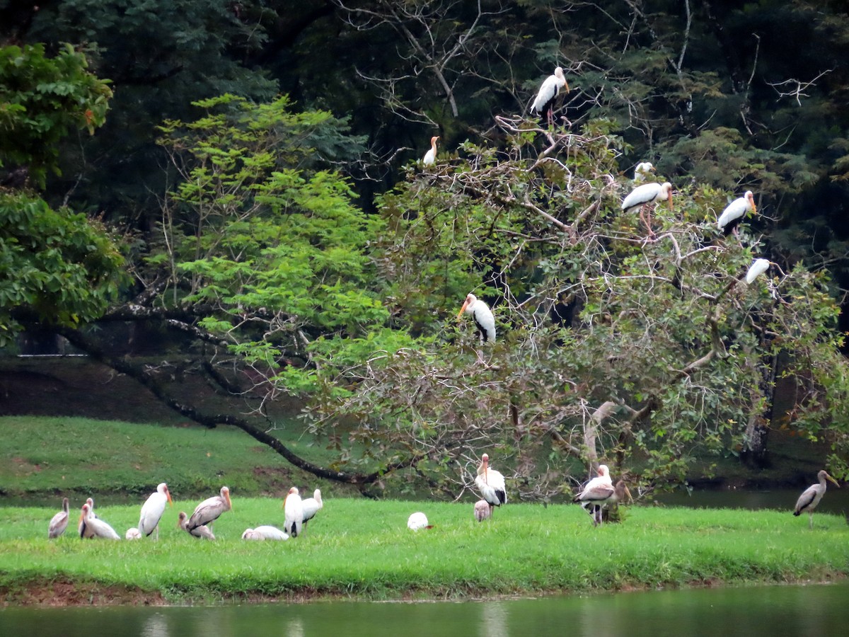 Milky Stork - ML627939511