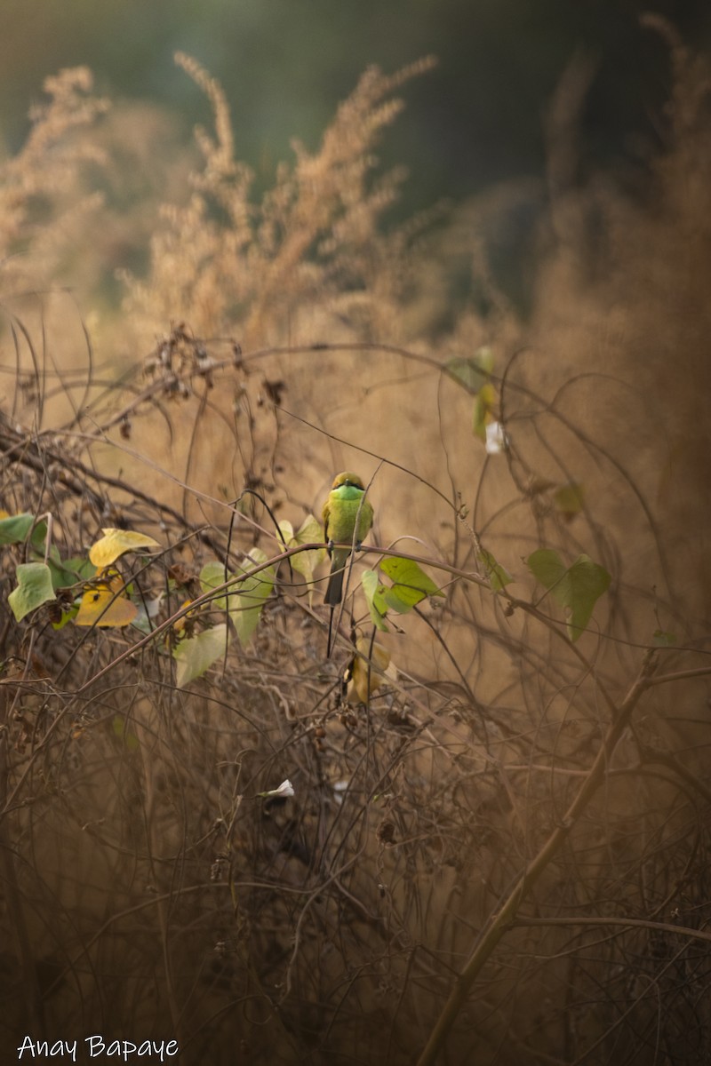Asian Green Bee-eater - ML627939522