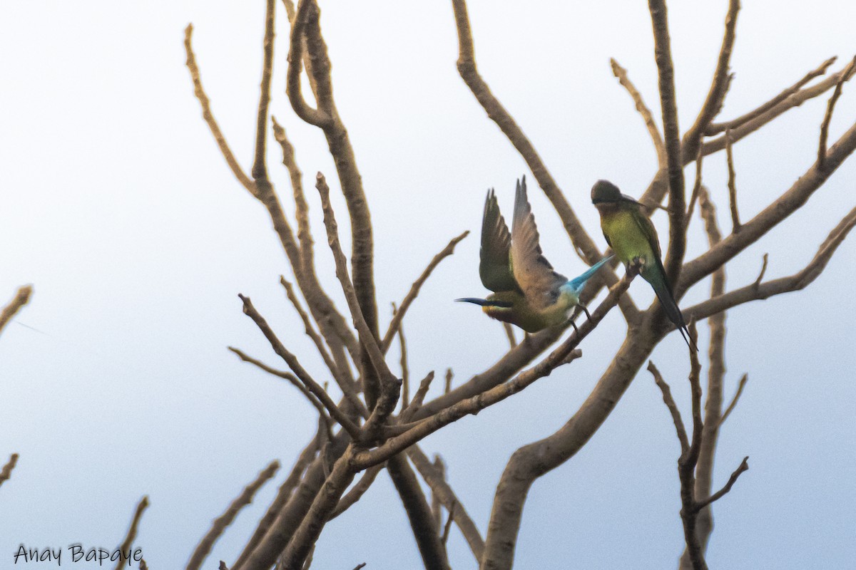 Blue-tailed Bee-eater - ML627939526