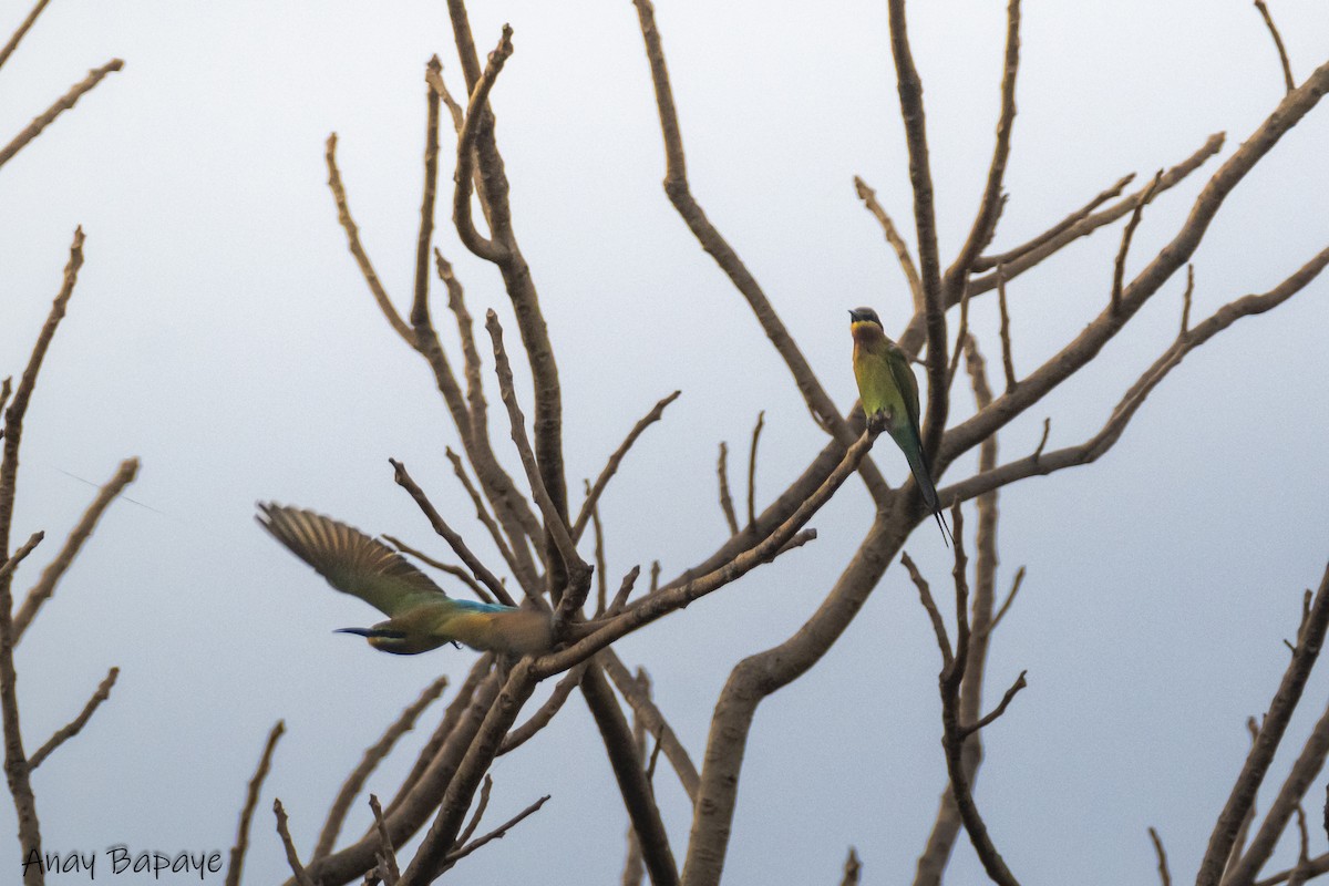 Blue-tailed Bee-eater - ML627939527