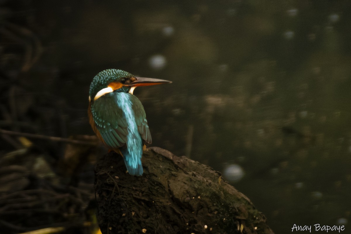 Common Kingfisher - ML627939529