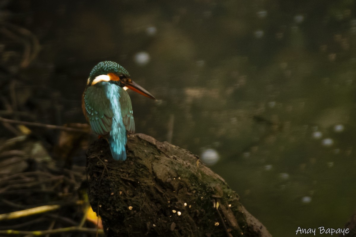 Common Kingfisher - ML627939530