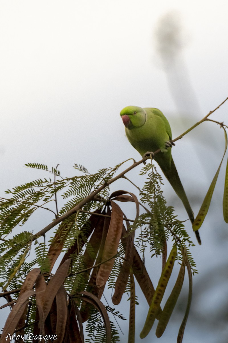 Rose-ringed Parakeet - ML627939535