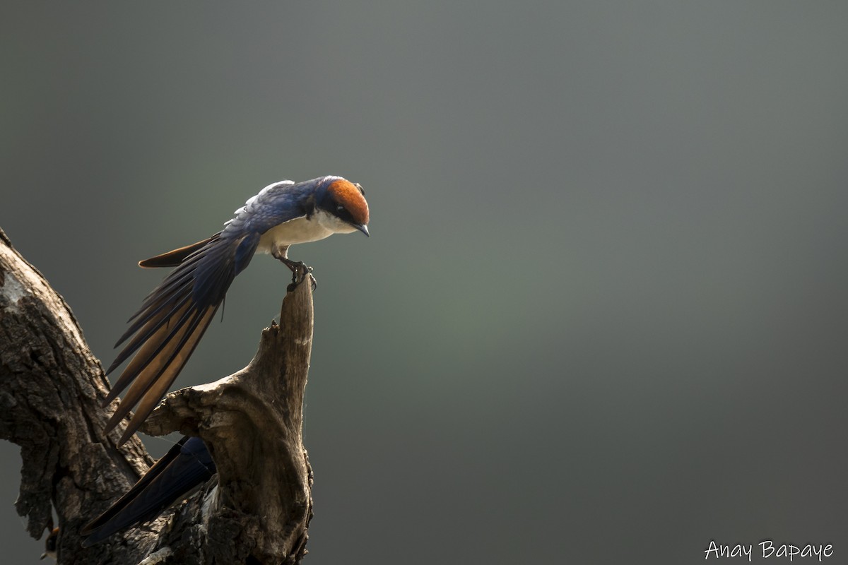 Wire-tailed Swallow - ML627939551