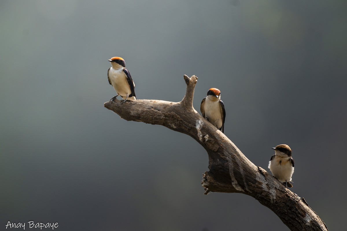 Wire-tailed Swallow - ML627939552