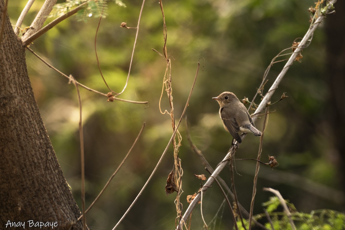 Red-breasted Flycatcher - ML627939558