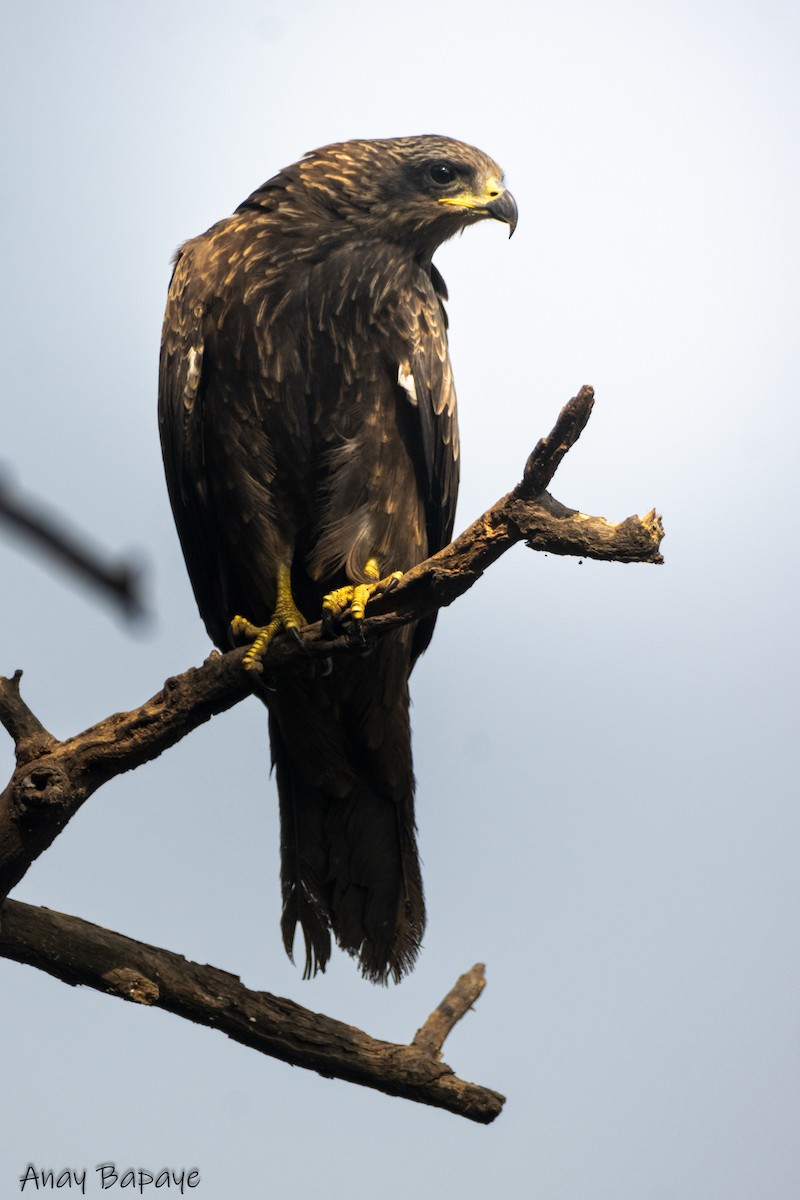 Black Kite - ML627939562