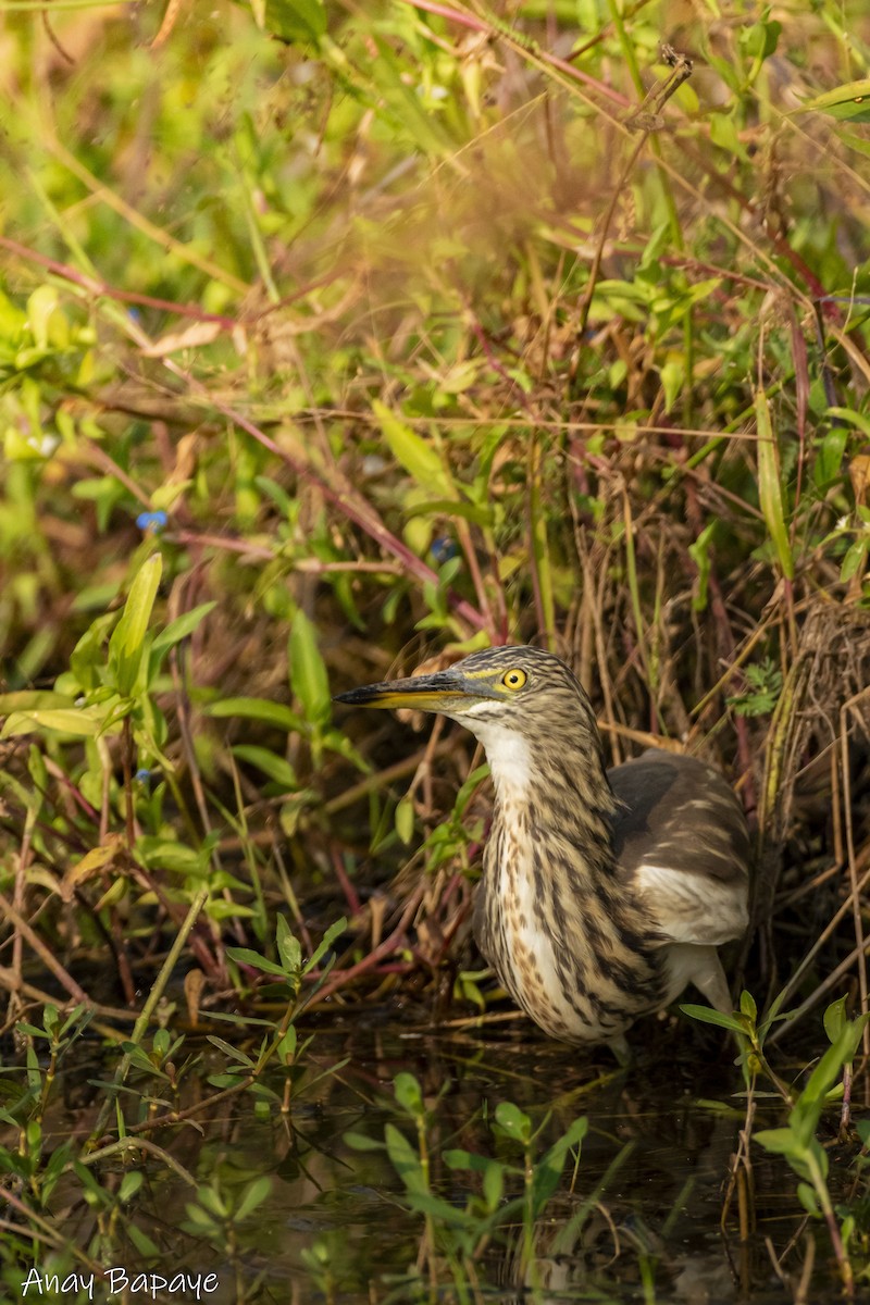 Indian Pond-Heron - ML627939615