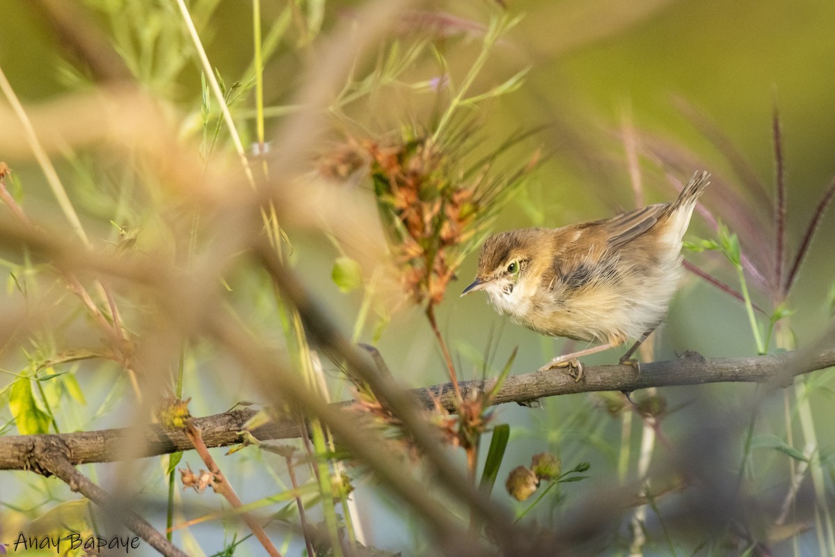 Common Chiffchaff - ML627939619