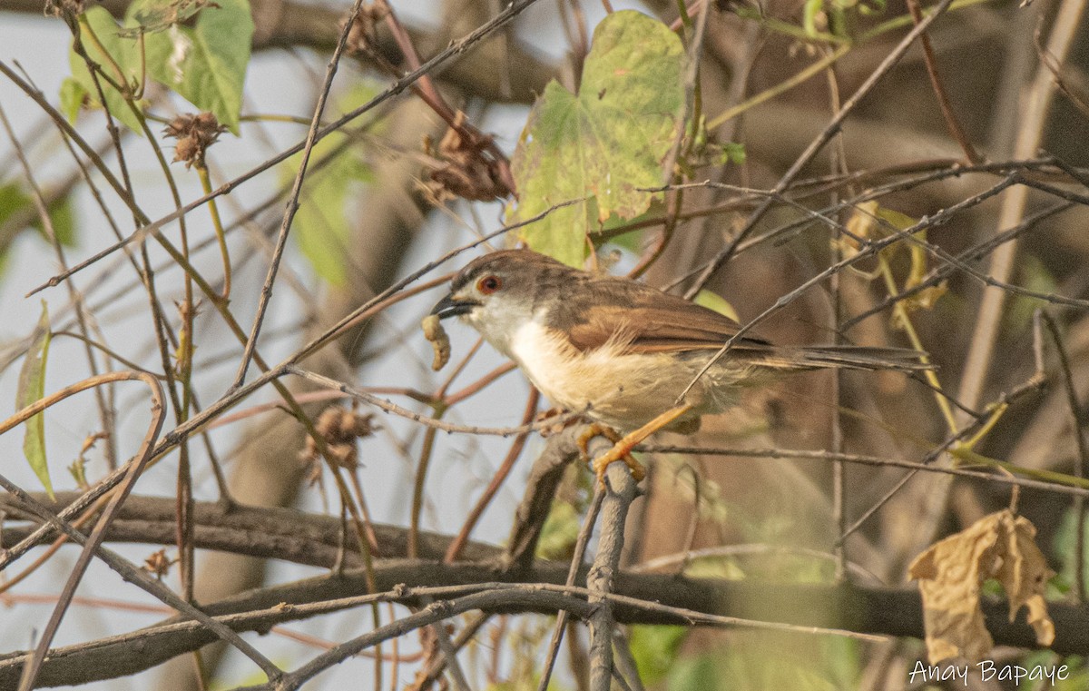 Yellow-eyed Babbler - ML627939623