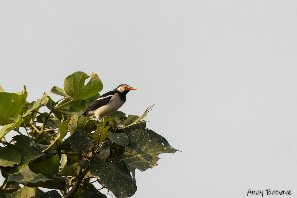Indian Pied Starling - ML627939625
