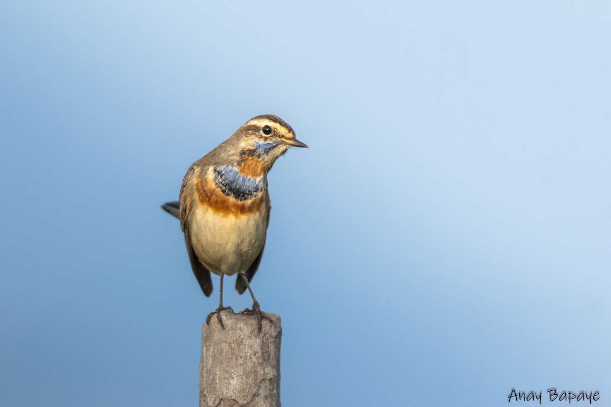 Bluethroat - ML627939627