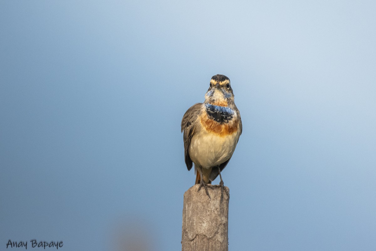 Bluethroat - ML627939628