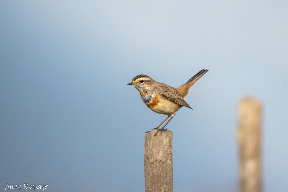 Bluethroat - ML627939629