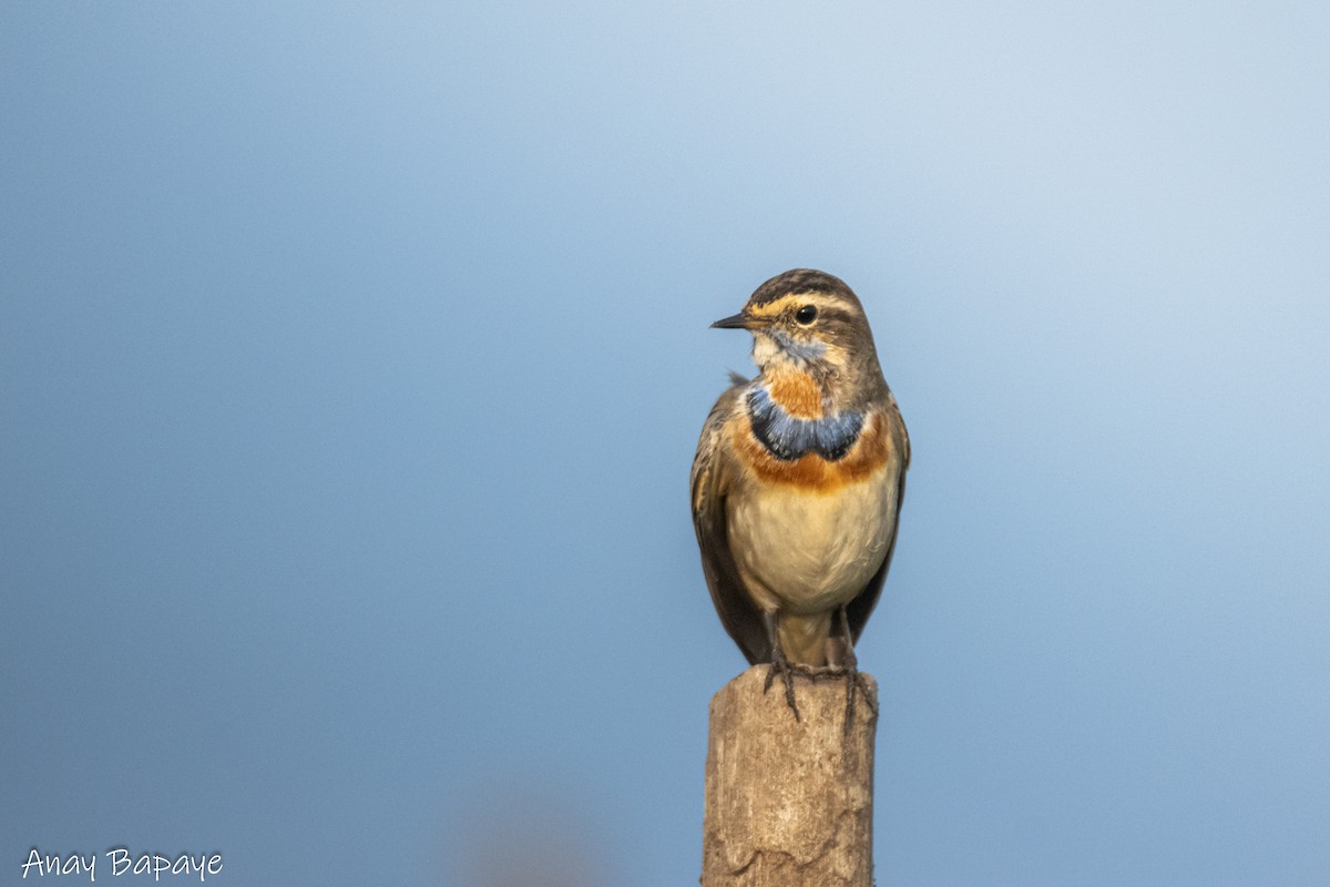 Bluethroat - ML627939630