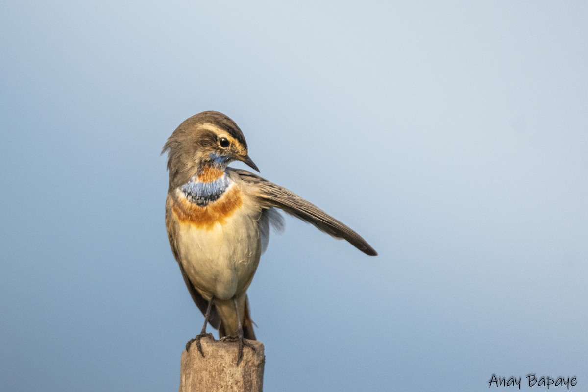 Bluethroat - ML627939631