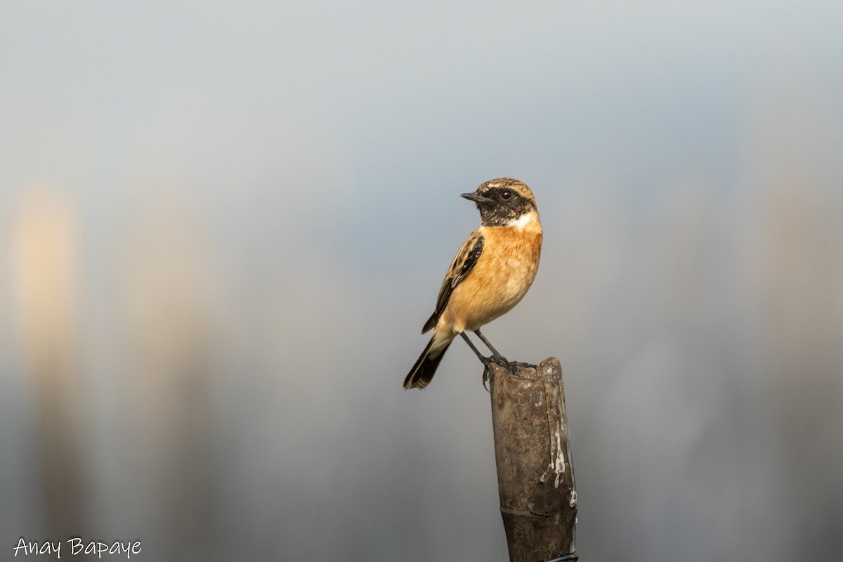 Siberian Stonechat - ML627939633