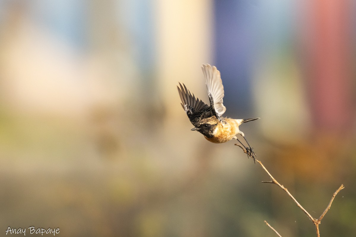 Siberian Stonechat - ML627939634