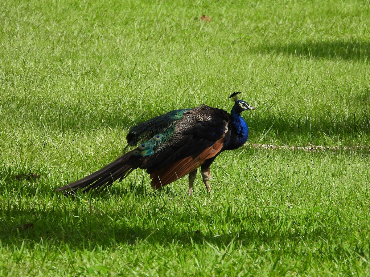 Indian Peafowl - ML627939644