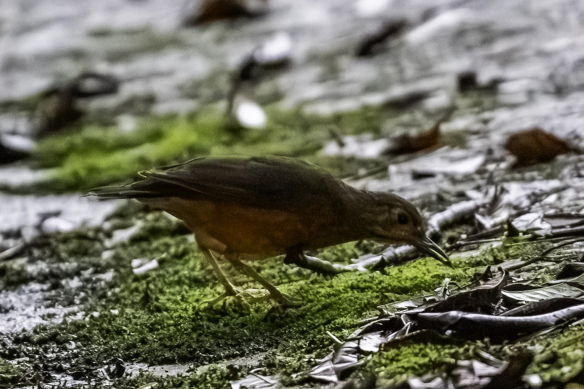 Everett's Thrush - ML627939646