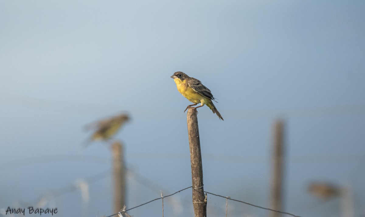 Black-headed Bunting - ML627939652