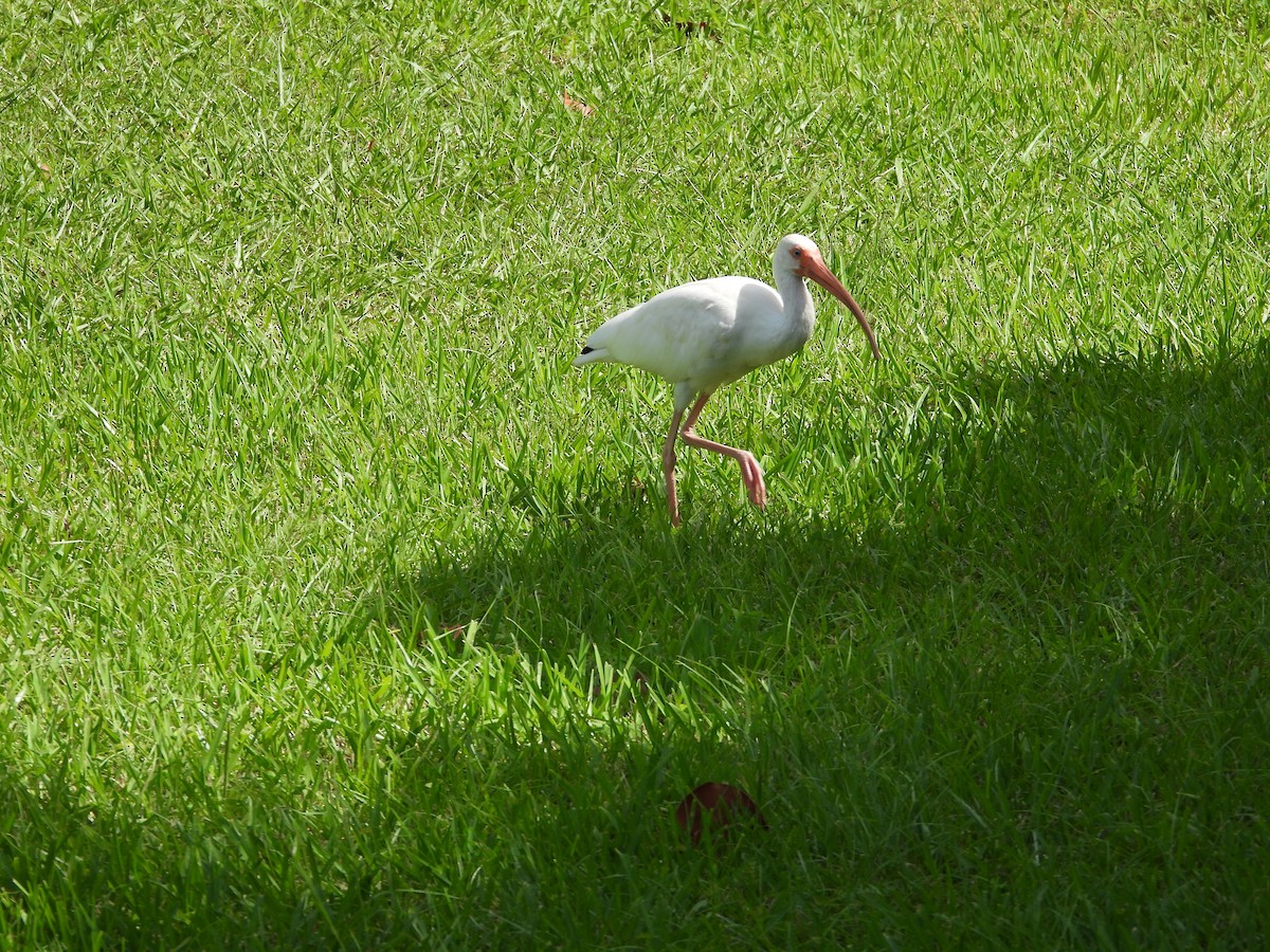 White Ibis - ML627939654