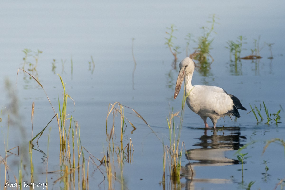 Asian Openbill - ML627939656