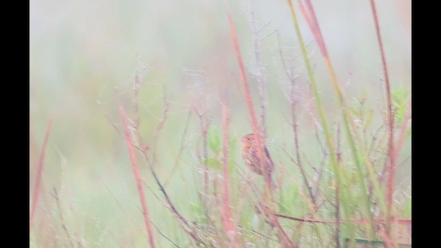 LeConte's Sparrow - ML627939665
