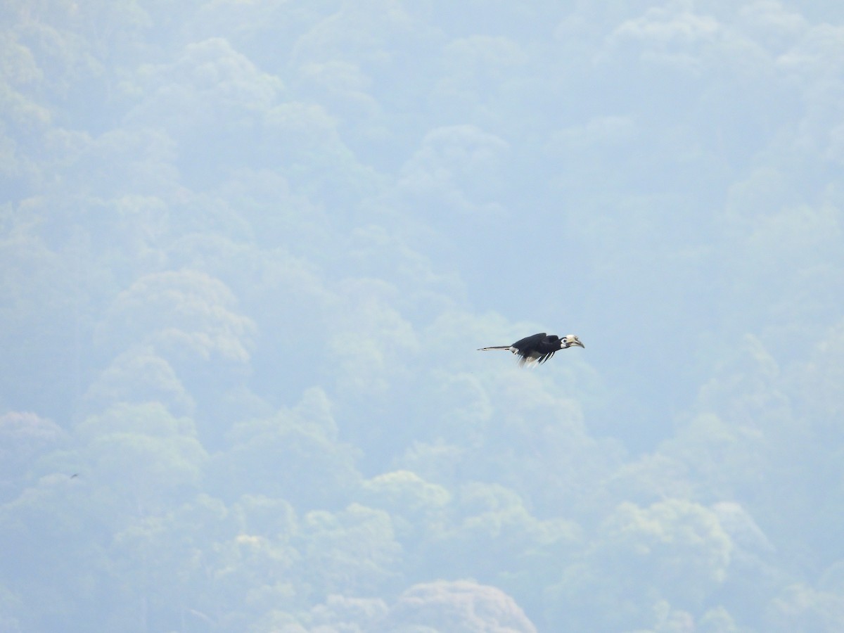 Oriental Pied-Hornbill - ML627939750