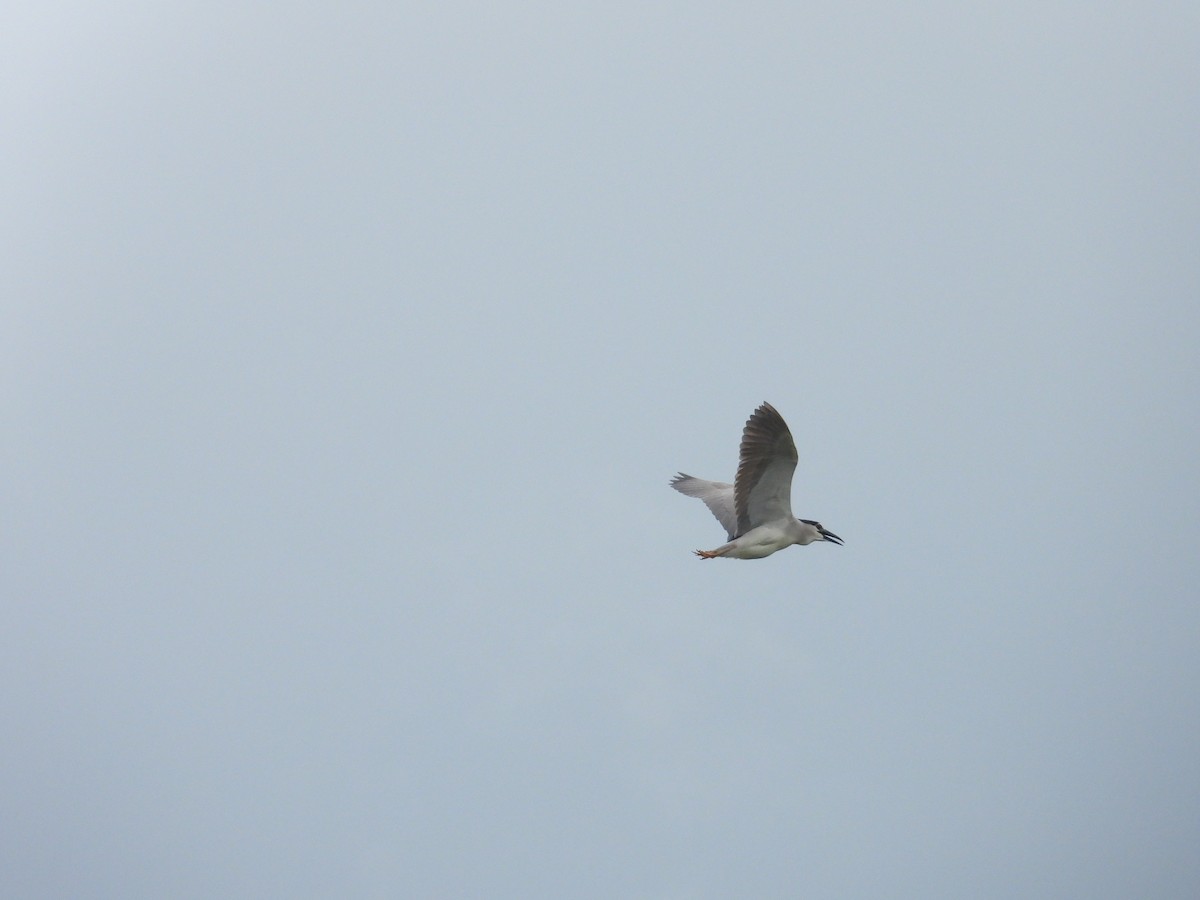 Black-crowned Night Heron - ML627939753