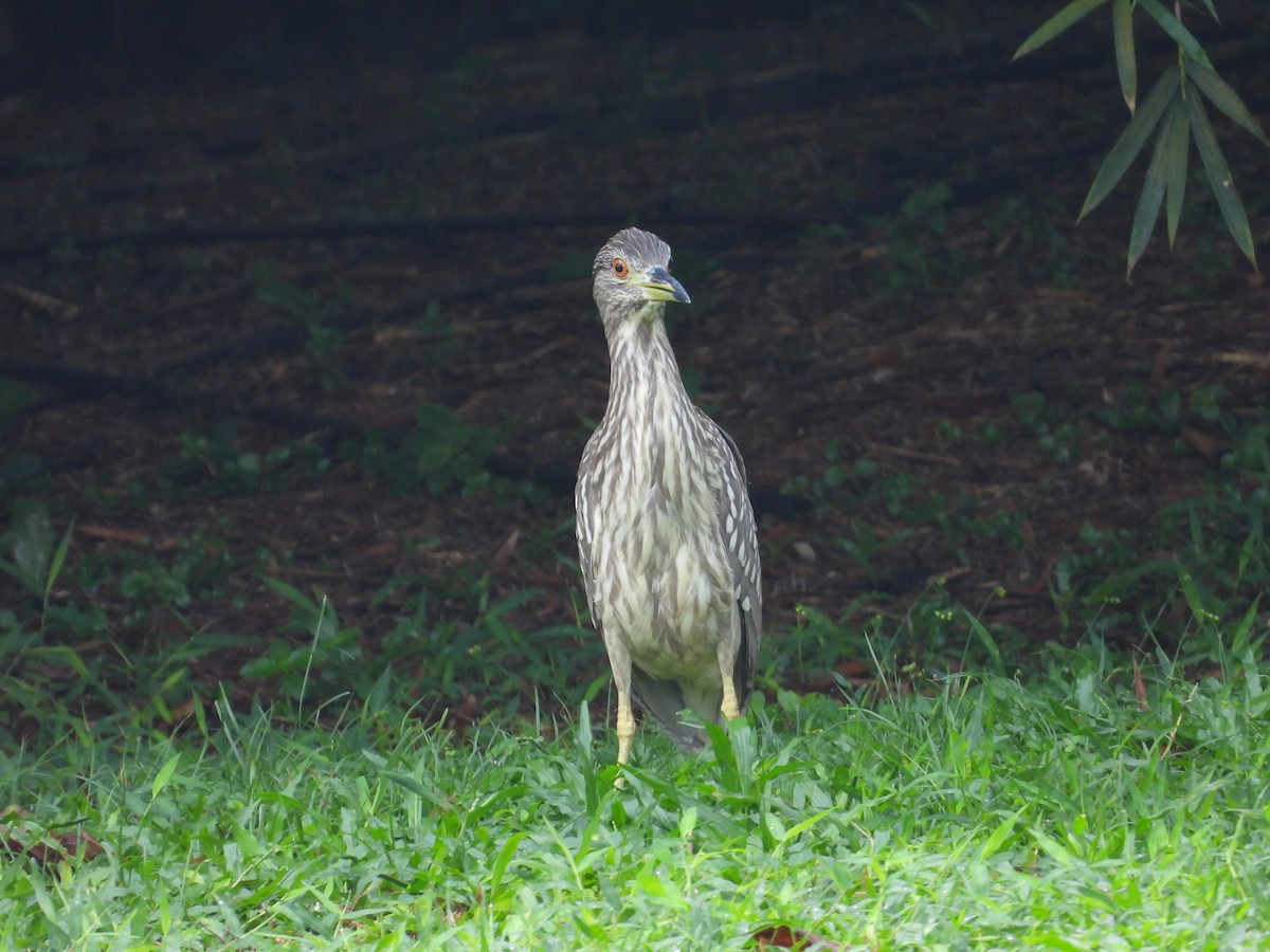 Black-crowned Night Heron - ML627939757