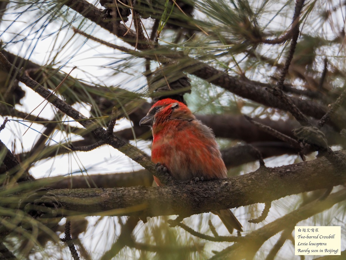 Mokoker hegalzuria - ML627939792