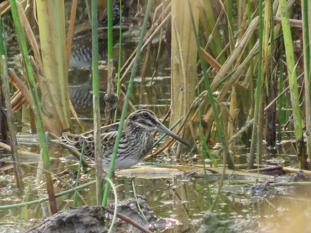 Jack Snipe - ML627939817