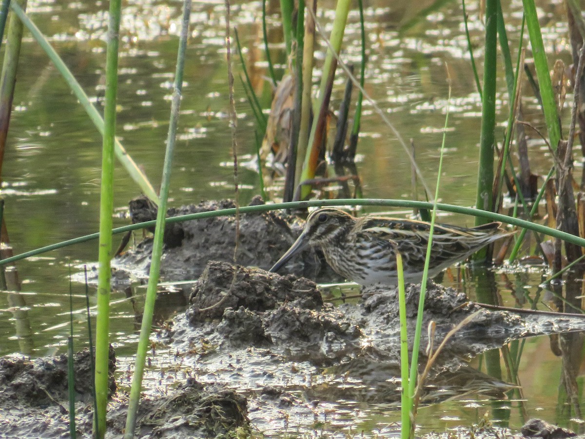 Jack Snipe - ML627939818