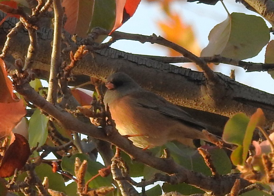 Dark-eyed Junco (Pink-sided) - ML627940066