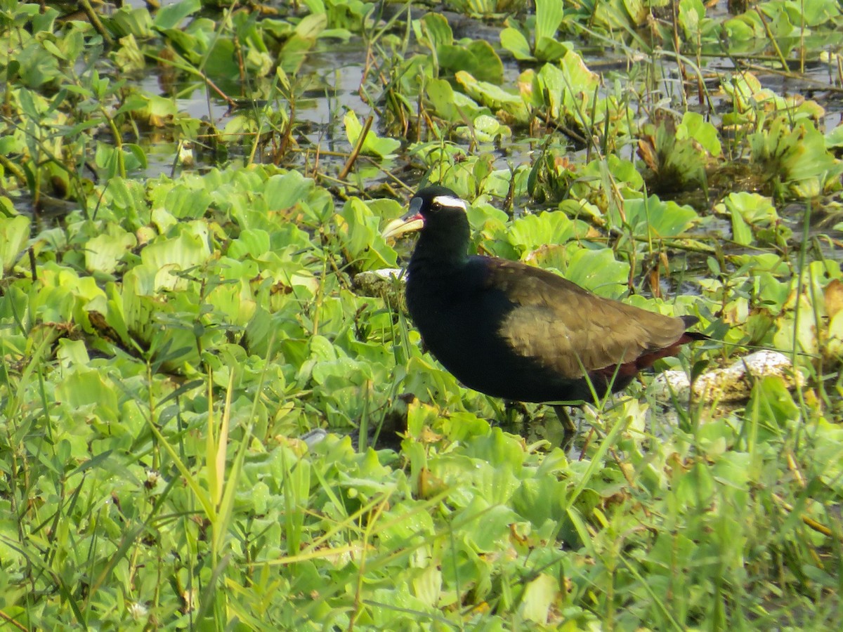 Bronze-winged Jacana - ML627940334