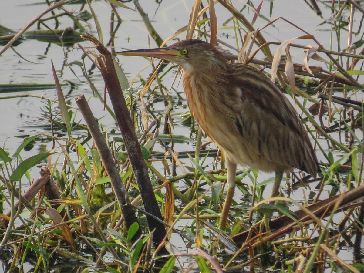 Yellow Bittern - ML627940350