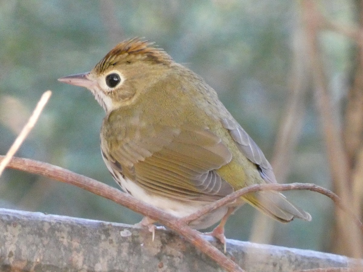 Paruline couronnée - ML627940388