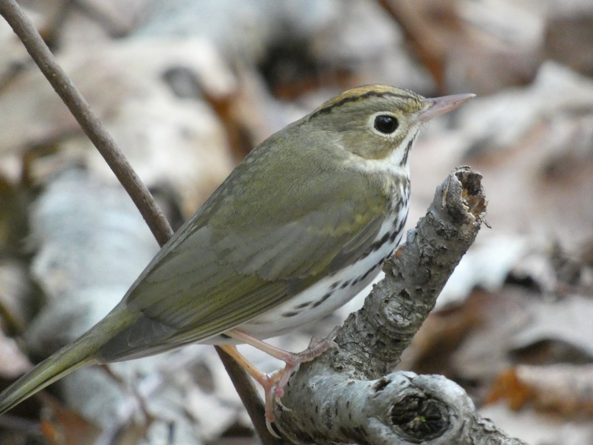 Paruline couronnée - ML627940459